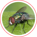 Flies Pest Control