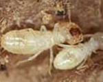 Termites Pest Control