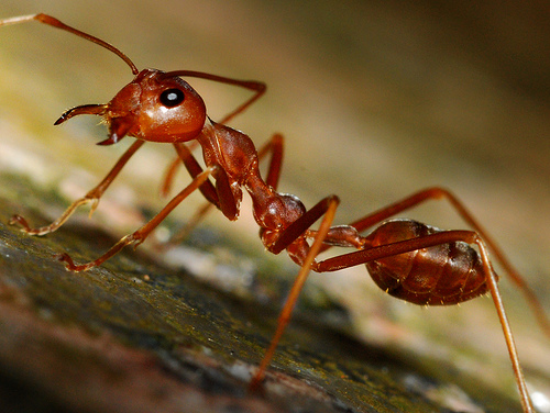 Get Rid of Fire Ants