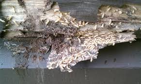 termite