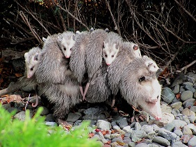 Didelphis_virginiana_with_young