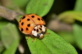 lady-bug