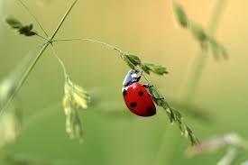 lady-bug