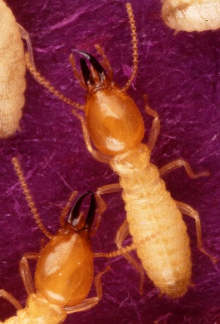 Termite-Formosan_subterranean-soldiers-Tamil_word