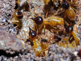 Termites Nasutitermes corniger